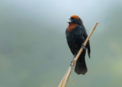 CHESTNUT-CAPPED BLACKBIRD - Chrysomus ruficapillus - BRUINKAPTROEPIAAL