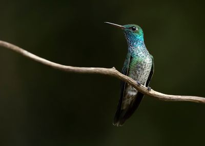 GLITTERING-THROATED EMERALD - Chionomesa fimbriata - FRANJE AMAZILIA