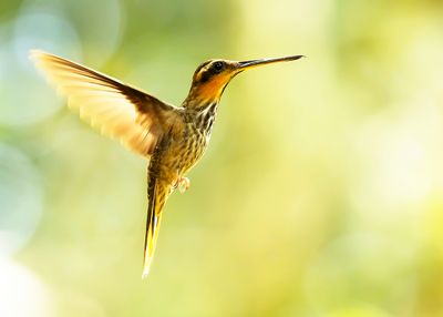 SAW-BILLED HERMIT - Ramphodon naevius - ZWAARDSNAVELHEREMIETKOLIBRIE