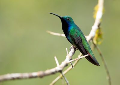 BLACK-THROATED MANGO - Anthracothorax nigricollis - ZWARTKEELMANGO