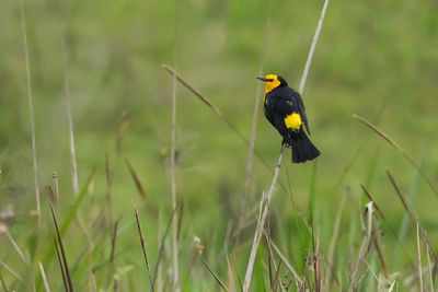 YELLOW-COWLED BLACKBIRD - Xanthocephalus xanthocephalus - GEELKAPTROEPIAAL