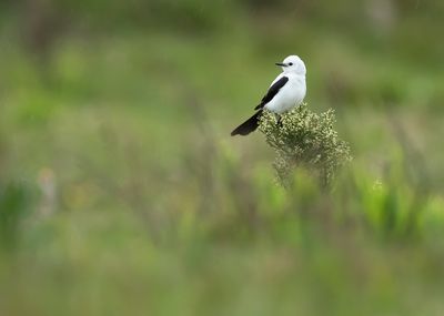 BLACK AND WHITE MONJITA - Heteroxolmis dominicanus - HETEROXOLMIS