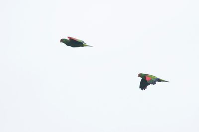 RED-SPECTACLED PARROT - Amazona pretrei - ROODBRILAMAZONE