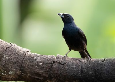RUBY-CROWNED TANAGER - Tachyphonus coronatus - KROONTANGARE