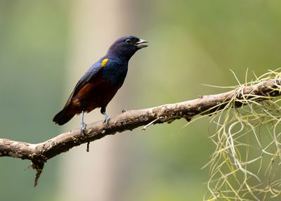 CHESTNUT-BELLIED EUPHONIA - Euphonia pectoralis - KASTANJEBUIKORGANIST