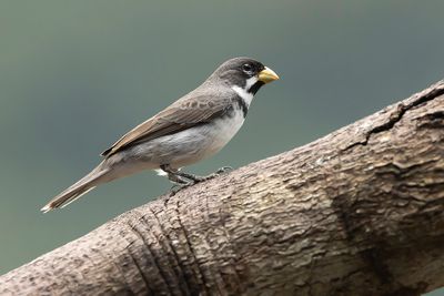 DOUBLE-COLLARED SEEDEATER - Sporophila caerulescens - WITBAARDDIKBEKJE