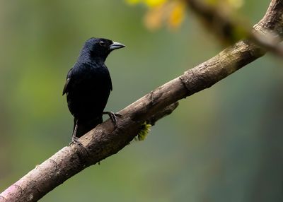 RUBY-CROWNED TANAGER - Tachyphonus coronatus - KROONTANGARE