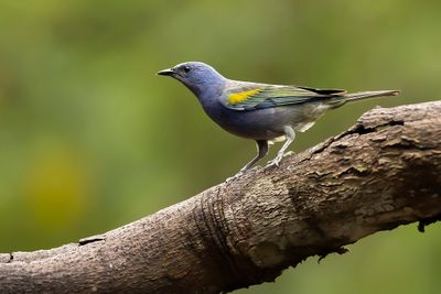 GOLDEN-CHEVRONED TANAGER - Thraupis ornata - GOUDSCHUBTANGARE