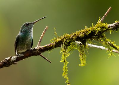VERSICOLORED EMERALD - Chrysuronia versicolor - REGENBOOGAMAZILIA