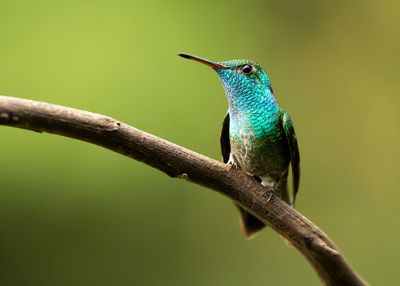 VERSICOLORED EMERALD - Chrysuronia versicolor - REGENBOOGAMAZILIA
