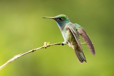 VERSICOLORED EMERALD - Chrysuronia versicolor - REGENBOOGAMAZILIA