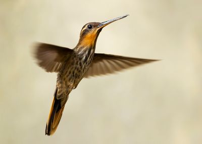 SAW-BILLED HERMIT - Ramphodon naevius - ZWAARDSNAVELHEREMIETKOLIBRIE