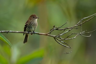 BRAN-COLOURED FLYCATCHER - Myiophobus fasciatus - ROESTTIRAN