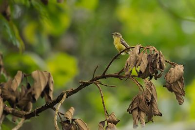YELLOW TYRANNULET - Capsiempis flaveola - GELE LOOFTIRAN