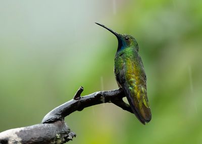 BLACK-THROATED MANGO - Anthracothorax nigricollis - ZWARTKEELMANGO