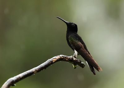 BLACK JACOBIN - Florisuga fusca - ROUWKOLIBRIE