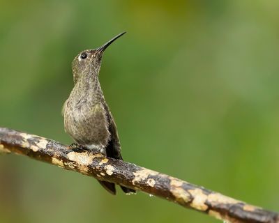 SOMBRE HUMMINGBIRD - Eupetomena cirrochloris - SOMBERE KOLIBRIE