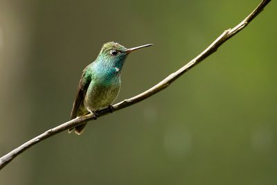 VERSICOLORED EMERALD - Chrysuronia versicolor - REGENBOOGAMAZILIA
