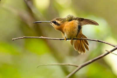 RED HERMIT - Phaethornis ruber - RODE HEREMIETKOLIBRIE