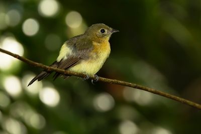 WHISKERED FLYCATCHER - Myiobius sulphureipygius - GEELSTUITTIRAN