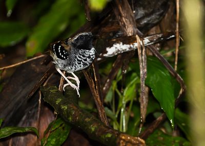 SQUAMATE ANTBIRD - Myrmoderus squamosus - SCHUBBENMIERVOGEL