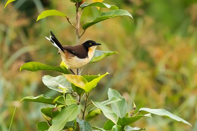 BLACK-CAPPED DONACOBIUS - Donacobius atricapilla - ZWARTKAPDONACOBIUS