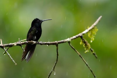BLACK JACOBIN - Florisuga fusca - ROUWKOLIBRIE