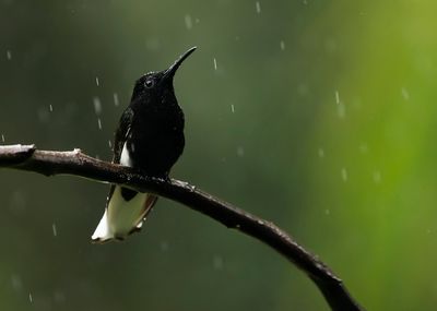 BLACK JACOBIN - Florisuga fusca - ROUWKOLIBRIE