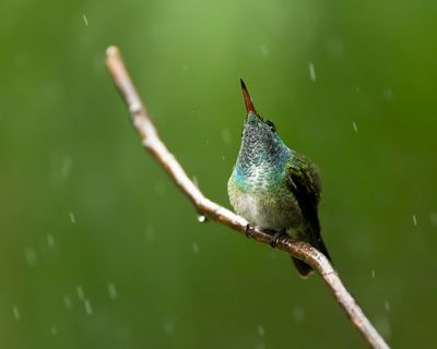 VERSICOLORED EMERALD - Chrysuronia versicolor - REGENBOOGAMAZILIA