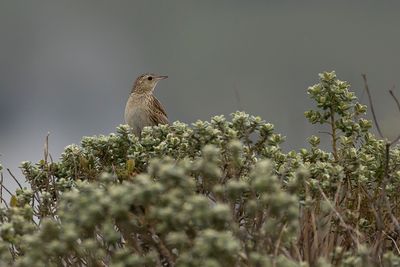 HELLMAYR'S PIPIT - Anthus hellmayri - HELLMAYRSPIEPER