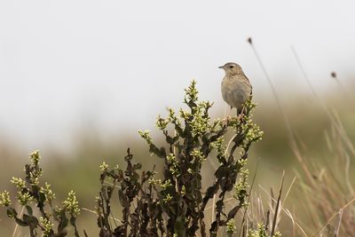 HELLMAYR'S PIPIT - Anthus hellmayri - HELLMAYRSPIEPER