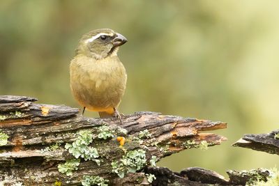 THICK-BILLED SALTATOR - Saltator maxillosus - DIKSNAVELSALTATOR