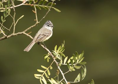 WHITE-CRESTED TYRANNULET - Serpophaga subcristata - WITKUIFTACHURI