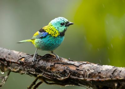 GREEN-HEADED TANAGER - Tangara seledon - PRACHTTANGARE
