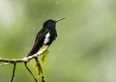 BLACK JACOBIN - Florisuga fusca - ROUWKOLIBRIE