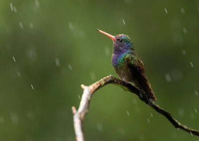 WHITE-CHINNED SAPPHIRE - Chlorestes cyanus - WITKINSAFFIERKOLIBRIE