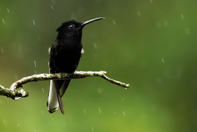 BLACK JACOBIN - Florisuga fusca - ROUWKOLIBRIE