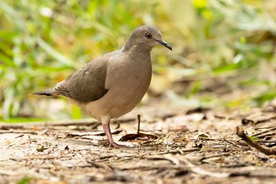 WHITE-TIPPED DOVE - Leptotila verreauxi - VERRAUX'S DOVE