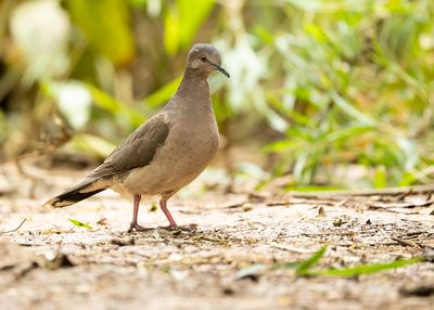 WHITE-TIPPED DOVE - Leptotila verreauxi - VERRAUX'S DOVE