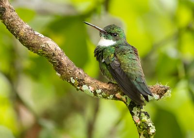 WHITE-THROATED HUMMINGBIRD - Leucochloris albicollis - WITKEELKOLIBRIE