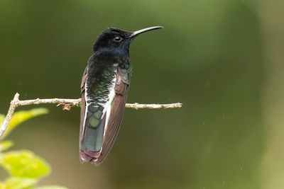 BLACK JACOBIN - Florisuga fusca - ROUWKOLIBRIE
