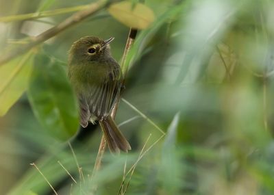 DRAB-BREASTED BAMBOO-TYRANT - TEUGELVLEKTODIETIRAN
