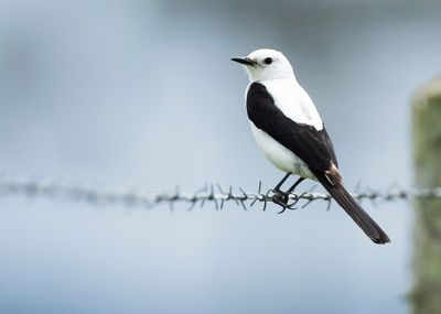 BLACK-AND-WHITE MONJITA - Heteroxolmis dominicanus - ZWART-WITTE MONJITA