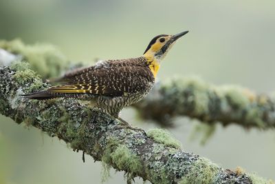 CAMPO FLICKER - Colaptes campestris - CAMPOGRONDSPECHT