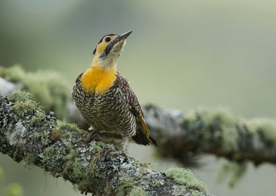 CAMPO FLICKER - Colaptes campestris - CAMPOGRONDSPECHT