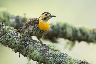 CAMPO FLICKER - Colaptes campestris - CAMPOGRONDSPECHT