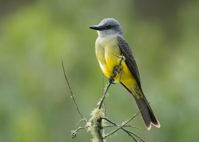 TROPICAL FLYCATCHER - Tyrannus melancholicus - TROPISCHE KONINGSTIRAN