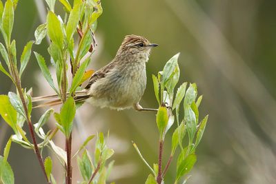 STRIOLATED TIT-SPINETAIL - Leptasthenura striolata - PARAÑAMEESSTEKELSTAART
