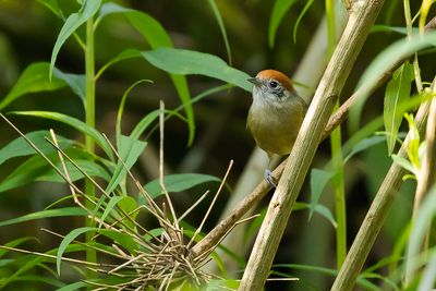 RUFOUS-CROWNED GREENLET - Hylophilus poicilotis - ROESTKRUINVIREO