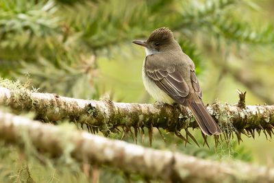 SWAINSON'S FLYCATCHER - Myiarchus swainsoni - SWAINSONS TIRAN